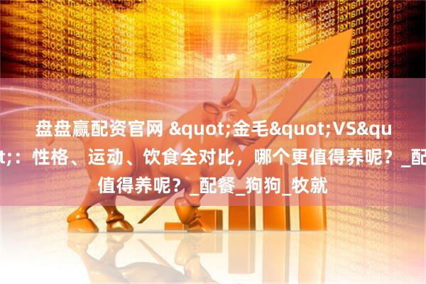 盘盘赢配资官网 "金毛"VS"边牧"：性格、运动、饮食全对比，哪个更值得养呢？_配餐_狗狗_牧就